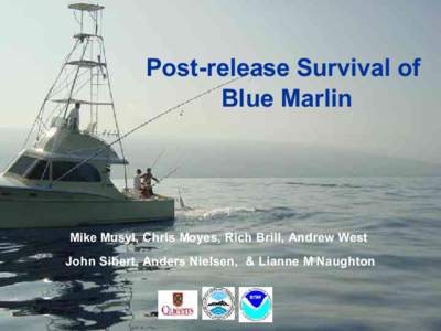 Makaira / Blue marlin / Marlin / Atlantic blue marlin / Black marlin / Tetrapturus / Striped marlin / Marlin fishing / Fish / Istiophoridae / Sport fish