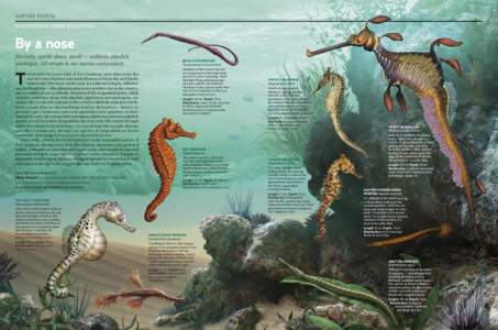 Seahorse / Big-belly seahorse / Phyllopteryx / Pipefish / New Holland seahorse / Lined seahorse / Fish / Hippocampus / Syngnathidae