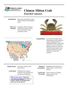 Chinese Mitten Crab Eriocheir sinensis Identification Why is it a Problem?