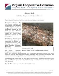 Gloomy Scale By Eric Day, Manager, Insect Identification Laboratory Plants Attacked: Primarily red and silver maple; also elm, hackberry, and boxelder. Description of Damage: The bark becomes roughened and