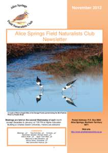 November[removed]Alice Springs Field Naturalists Club Newsletter  A couple of Black-winged Stilts at the Sewage Ponds spotted during the Bird Festival.