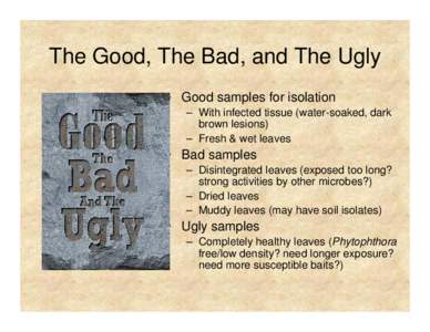 The Good, The Bad, and The Ugly • Good samples for isolation – With infected tissue (water-soaked, dark brown lesions) – Fresh & wet leaves