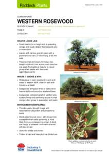 Paddock Plants fact sheet: Western Rosewood