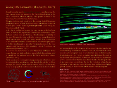 Toumeyella parvicornis (Cockerell, 1897) A small parasitic insect, Toumeyella parvicornis, also known as the pine tortoise scale has spread to the Caicos Island Group in the Turks and Caicos, where it infects a pine spec