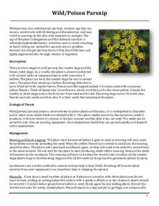 Wild/Poison Parsnip Facts - Charlotte, VT Invasives Collaborative