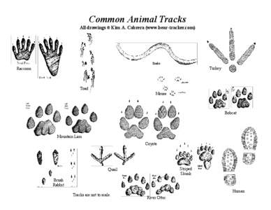 Common Animal Tracks All drawings © Kim A. Cabrera (www.bear-tracker.com) Snake  Turkey