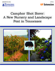 ANR-ENT[removed]SP 742 Camphor Shot Borer: A New Nursery and Landscape