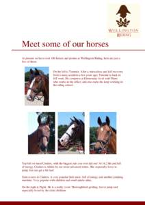Meet some of our horses At present we have over 100 horses and ponies at Wellington Riding, here are just a few of them: On the left is Tommie. After a miraculous and full recovery from a nasty accident a few years ago, 