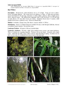 Flora of the United States / Willow / Salix laevigata