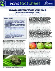 Brown marmorated stink bug / Agriculture / Insecticide / Land management / Biology / Lygus / Agricultural pest insects / Pentatomidae / Shield bugs