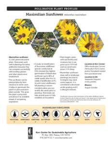 POLLINATOR PLANT PROFILES  Maximilian Sunflower Helianthus maximiliani • Maximilian sunflower is a tall, perennial prairie