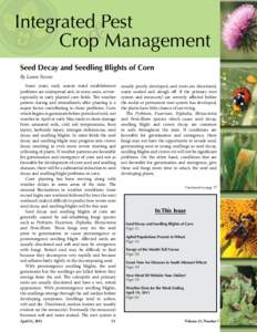 Integrated Pest & Crop Management Seed Decay and Seedling Blights of Corn By Laura Sweets Some years, early season stand establishment