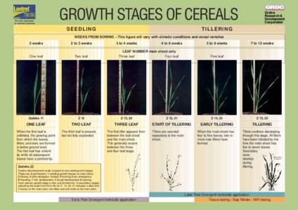 No more Capeweed or volunteer Legumes GRDC  GROWTH STAGES OF CEREALS