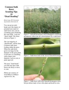 Common Stalk Borer Scouting Tips on “Dead Heading” Brian Lang, ISU Extension