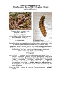 Un parasitoïde des escargots : Drilus flavescens OLIVIER, 1790 (Coleoptera, Drilidae) par Bernard SCHMELTZ Ci-dessus, Drilus flavescens mâle aperçu le 27 mai 2012.
