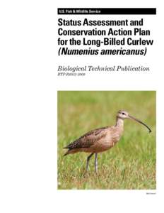 Long-billed Curlew / Migratory Bird Treaty Act / Slender-billed Curlew / Eskimo Curlew / Curlews / Numenius / Ornithology