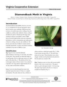 publication[removed]Diamondback Moth in Virginia Roberto J. Cordero, Graduate Student, Department of Entomology, Eastern Shore AREC, Virginia Tech. Thomas P. Kuhar, Assistant Professor of Entomology, Department of Entom