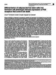 Differentiation of adipose-derived stem cells into Schwann cell phenotype induces expression of P2X receptors that control cell death