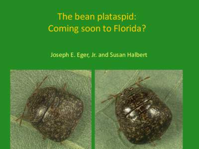 The bean plataspid: Coming soon to Florida? Joseph E. Eger, Jr. and Susan Halbert Bean Plataspid (Megacopta cribraria) Overview: