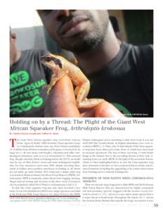 Photo: SAVE THE FROGS! Ghana.  Holding on by a Thread: The Plight of the Giant West African Squeaker Frog, Arthroleptis krokosua By 1Sandra Owusu-Gyamfi and 1Gilbert B. Adum