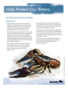 Help Protect Our Waters Do Not Spread Rusty Crayfish Background •	 Rusty crayfish represent a significant environmental concern to Manitoba because they are an aggressive