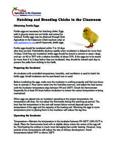 Hatching and Brooding Chicks in the Classroom Obtaining Fertile Eggs Fertile eggs are necessary for hatching chicks. Eggs sold in grocery stores are not fertile and cannot be hatched. Fertile eggs may be obtained through