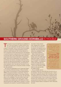 quentin hagens  Southern Ground-Hornbills in trouble T