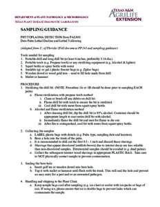 DEPARTMENT of PLANT PATHOLOGY & MICROBIOLOGY TEXAS PLANT DISEASE DIAGNOSTIC LABORATORY SAMPLING GUIDANCE PHYTOPLASMA DETECTION from PALMS Date Palm Lethal Decline and Lethal Yellowing