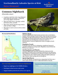 Newfoundland & Labrador Species at Risk Status: Threatened Common Nighthawk (Chordeiles minor) 