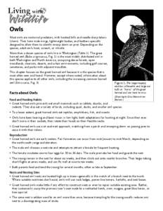 Owls Most owls are nocturnal predators, with hooked bills and needle sharp talons (claws). They have wide wings, lightweight bodies, and feathers specially designed to allow them to silently swoop down on prey. Depending