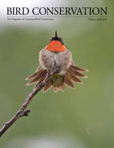 BIRD CONSERVATION The Magazine of American Bird Conservancy Winter[removed]  Bird