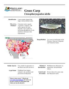 Grass Carp Ctenopharyngodon idella Identification Large,torpedo-shaped fish; large, clearly-defined scales.