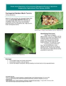 Rhode Island Department of Environmental Management/Division of Agriculture  Cooperative Agricultural Pest Survey (CAPS) Variegated Golden Moth Tortrix Archips xylosteanus