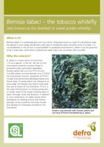 Bemisia tabaci – the tobacco whitefly (also known as the silverleaf or sweet potato whitefly) What is it? Bemisia tabaci is a worldwide pest and virus vector. Originally known as a pest of sub-tropical crops, the speci