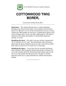 Forest Health Protection, Southern Region  COTTONWOOD TWIG BORER, Gypsonoma haimbachiana (Kft.) Importance. - The cottonwood twig borer is widely distributed