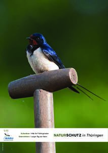 1/11 Schwalben I Hilfe für Frühlingsboten Leo/fokus-natur.de  Naturerlebnis I Langer Tag der Natur