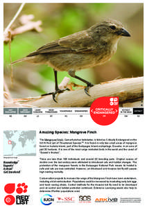 © Michael Dvorak  Amazing Species: Mangrove Finch The Mangrove Finch, Camarhynchus heliobates, is listed as Critically Endangered on the IUCN Red List of Threatened SpeciesTM. It is found in only two small areas of mang