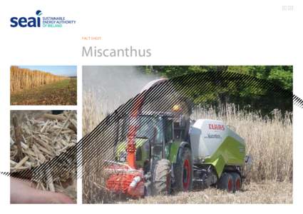 Biofuels / Environment / Agriculture / Miscanthus giganteus / Miscanthus / Biomass / Bioenergy / Renewable energy / Sustainable energy / Energy crops / Poaceae / Sustainability