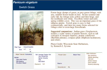 Panicoideae / Silphium laciniatum / Tallgrass prairie / Panicum virgatum / Sorghastrum nutans / Ratibida / Panicum / Silphium / Coreopsis tripteris / Flora of the United States / Flora / Temperate grasslands /  savannas /  and shrublands