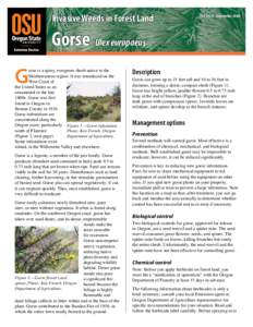 Invasive Weeds in Forest Land: Gorse