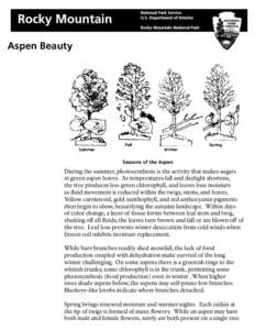 Aspen Beauty  Seasons of the Aspen During the summer, photosynthesis is the activity that makes sugars in green aspen leaves. As temperatures fall and daylight shortens,