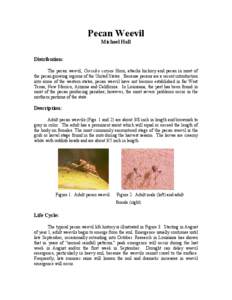 Pecan Weevil Michael Hall Distribution: