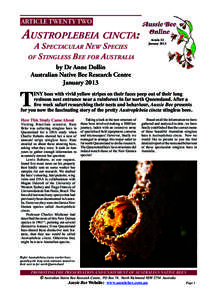ARTICLE TWENTY TWO  Austroplebeia cincta: A Spectacular New Species of Stingless Bee for Australia