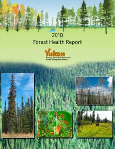 2010 Forest Health Report Top right photo: Aspen tree dieback due to drought stress. Location: Silver Trail near Mayo.