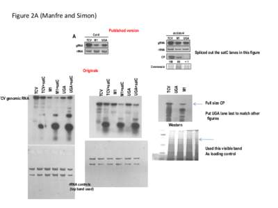 Figure 2A (Manfre and Simon) Published version Col-0  A