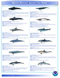 Marine Mammal Species Fact Sheet  Long-finned Pilot Whale Globicephala melas Size: 16-18 ft. 4,000-5,000 lbs Body: Long robust body, bulbous head with prominent melon and slight beak. Sickle-shaped flippers are sharply p