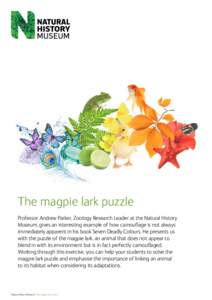 The magpie lark puzzle Professor Andrew Parker, Zoology Research Leader at the Natural History Museum, gives an interesting example of how camouflage is not always immediately apparent in his book Seven Deadly Colours. H