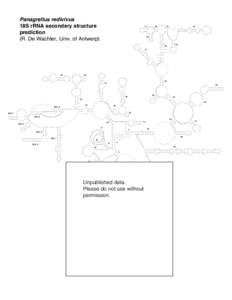 Panagrellus redivivus 18S rRNA secondary structure prediction (R. De Wachter, Univ. of Antwerp)  A