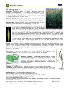 Microsoft Word - Quackgrass.doc