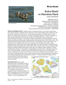 Microsoft Word - hawaiian duck NAAT final !.doc
